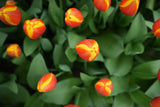 Tulipa 'Apeldoorn Elite'