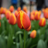 Tulipa 'Apeldoorn Elite'
