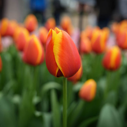 Tulipa 'Apeldoorn Elite'