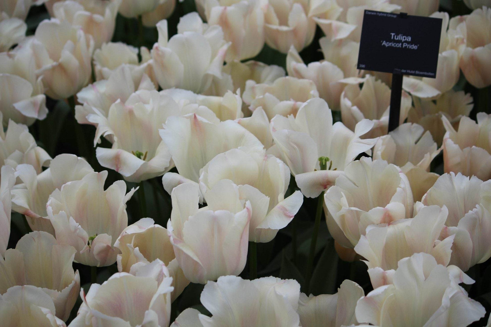 Tulipa 'Apricot Pride'