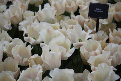 Tulipa 'Apricot Pride'