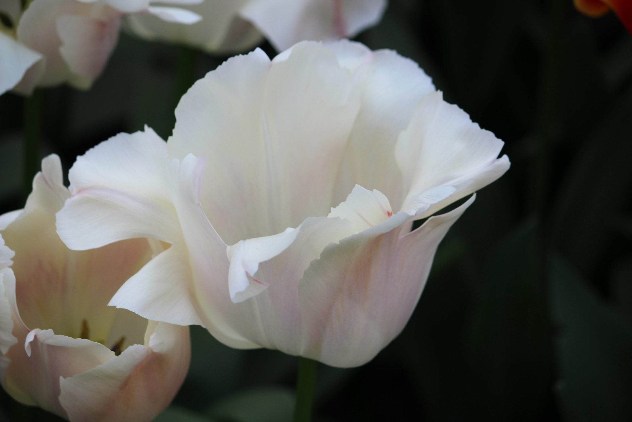 Tulipa 'Apricot Pride'