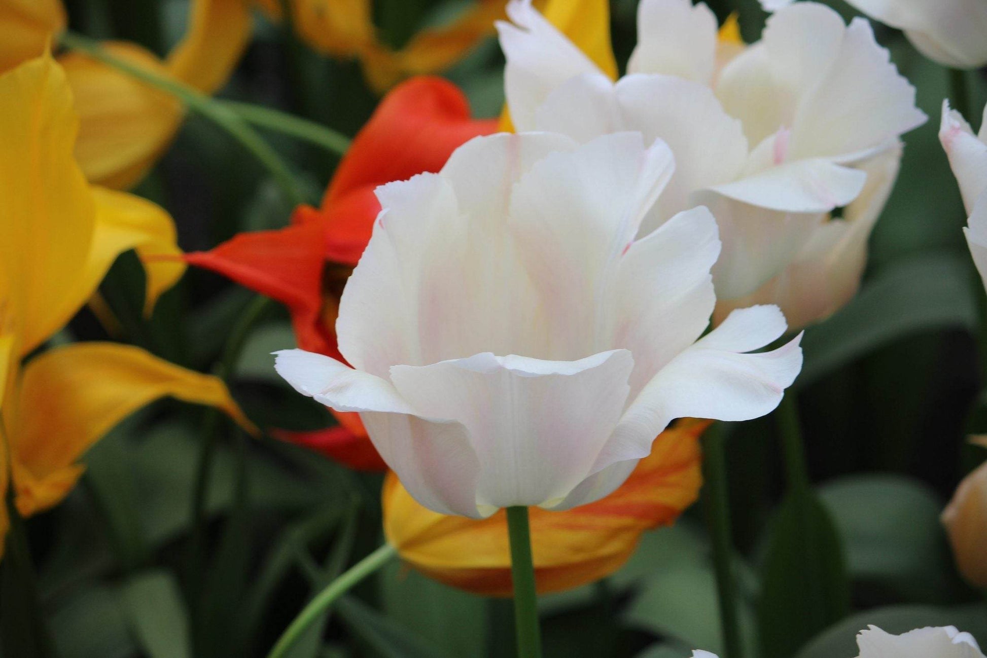 Tulipa 'Apricot Pride'