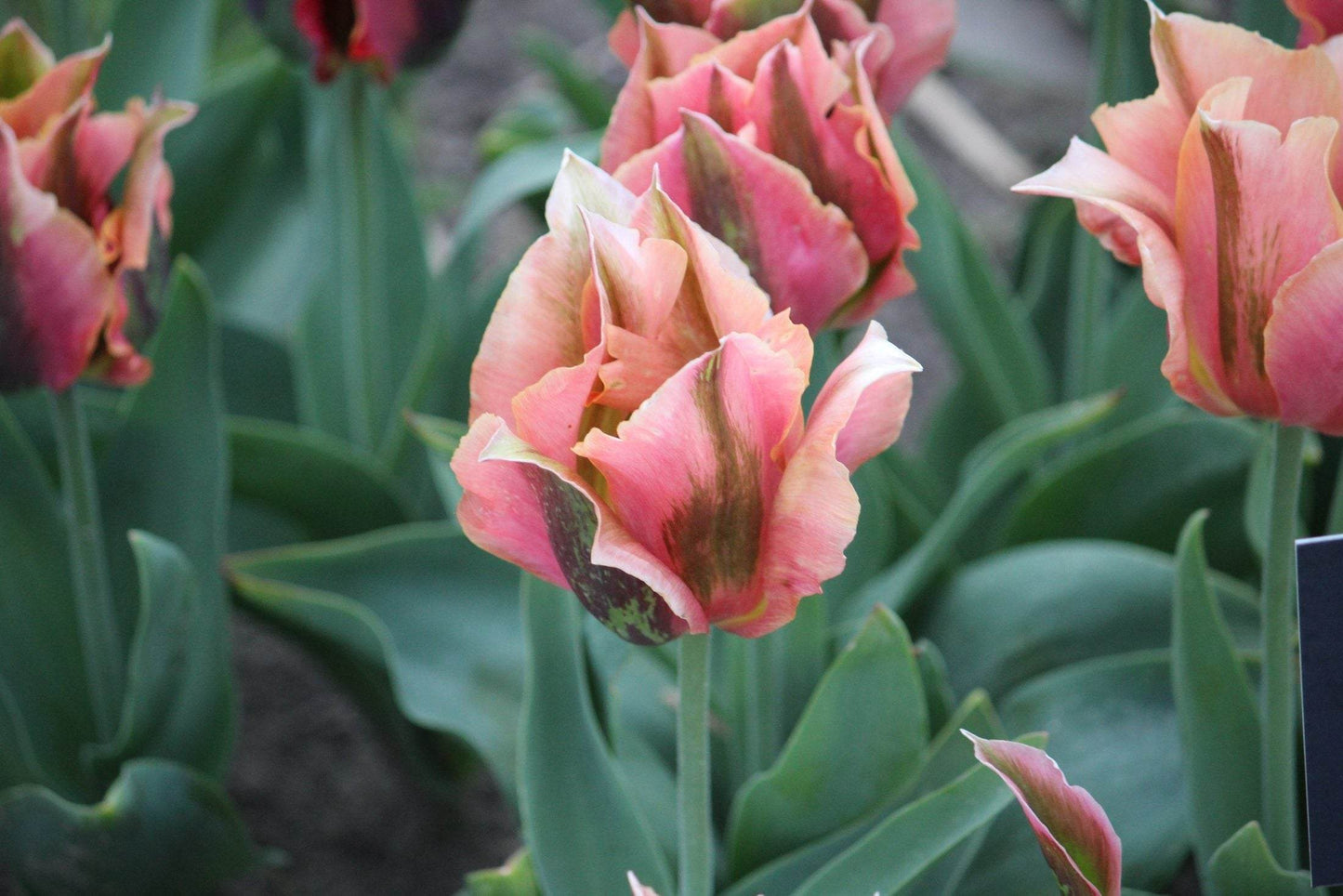 Tulipa 'Artist'