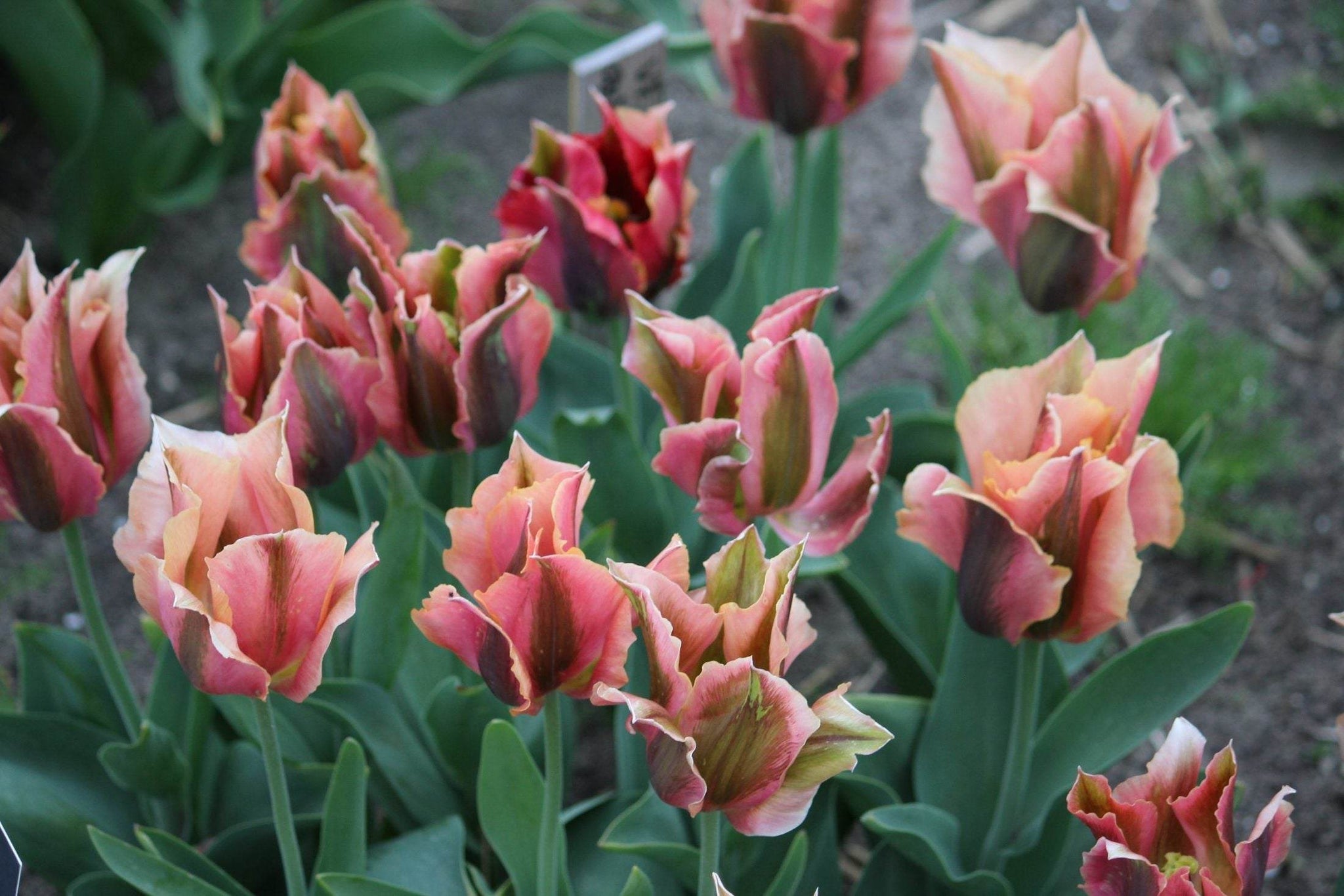 Tulipa 'Artist'