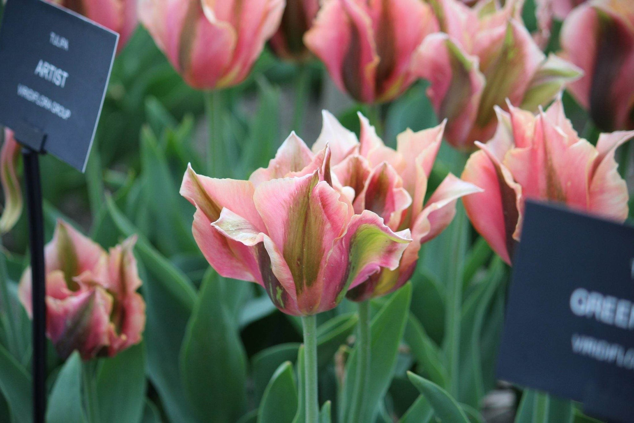 Tulipa 'Artist'