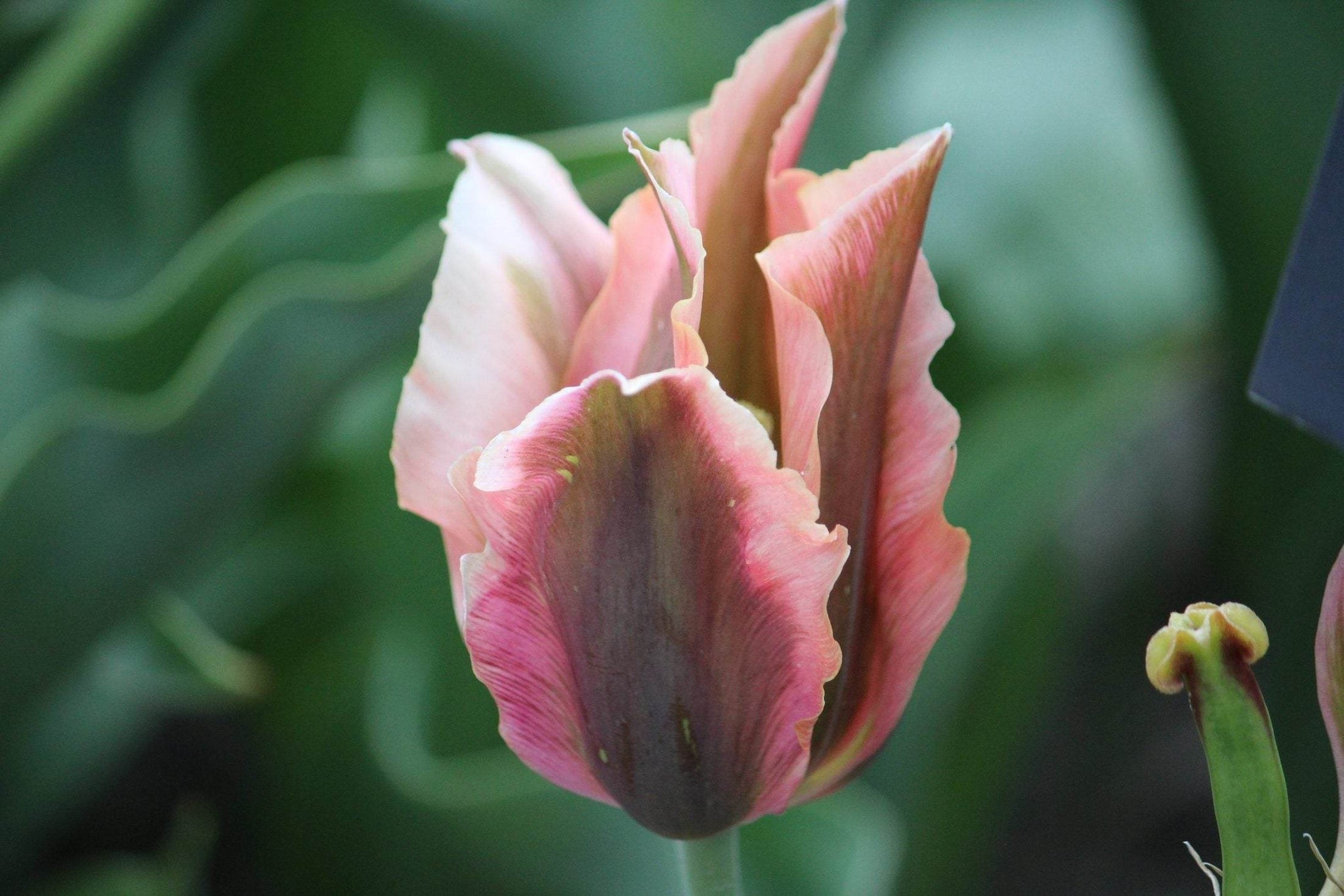 Tulipa 'Artist'