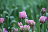 Tulipa 'Blue Diamond'