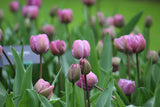 Tulipa 'Blue Diamond'