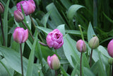 Tulipa 'Blue Diamond'