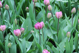 Tulipa 'Blue Diamond'