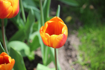 Tulipa 'Bronze Perfection'