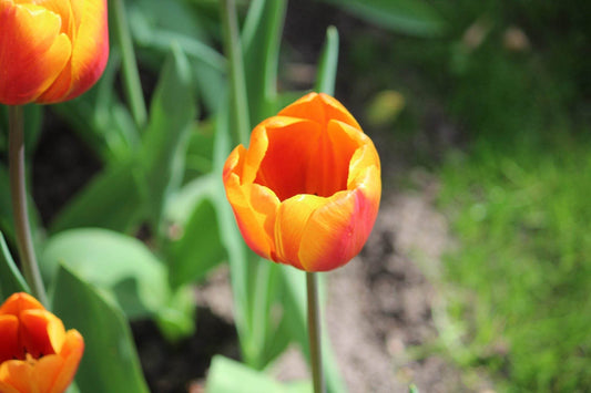 Tulipa 'Bronze Perfection'