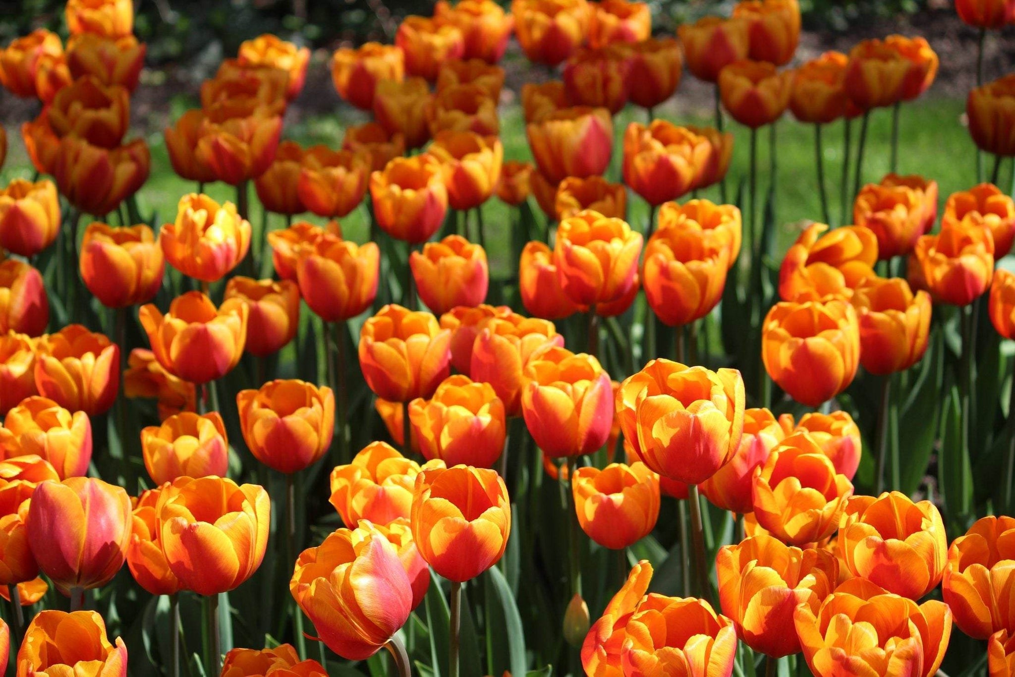 Tulipa 'Bronze Perfection'