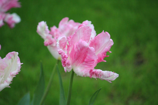 Tulipa 'Cabanna'
