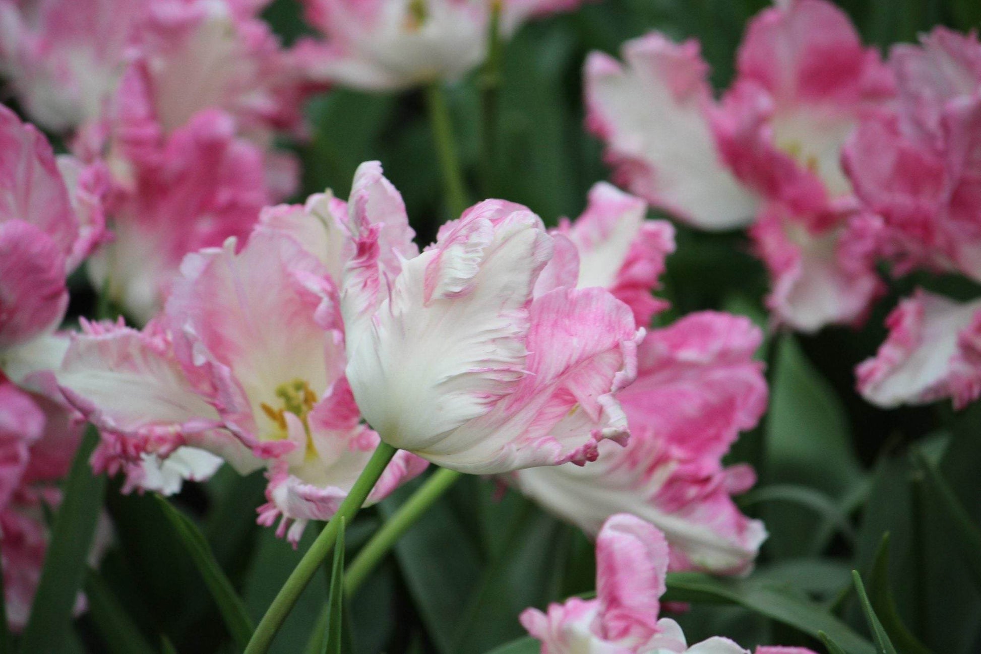 Tulipa 'Cabanna'