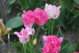 Tulipa 'Candy Club'