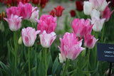 Tulipa 'Candy Club'