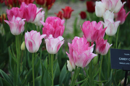 Tulipa 'Candy Club'