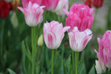 Tulipa 'Candy Club'