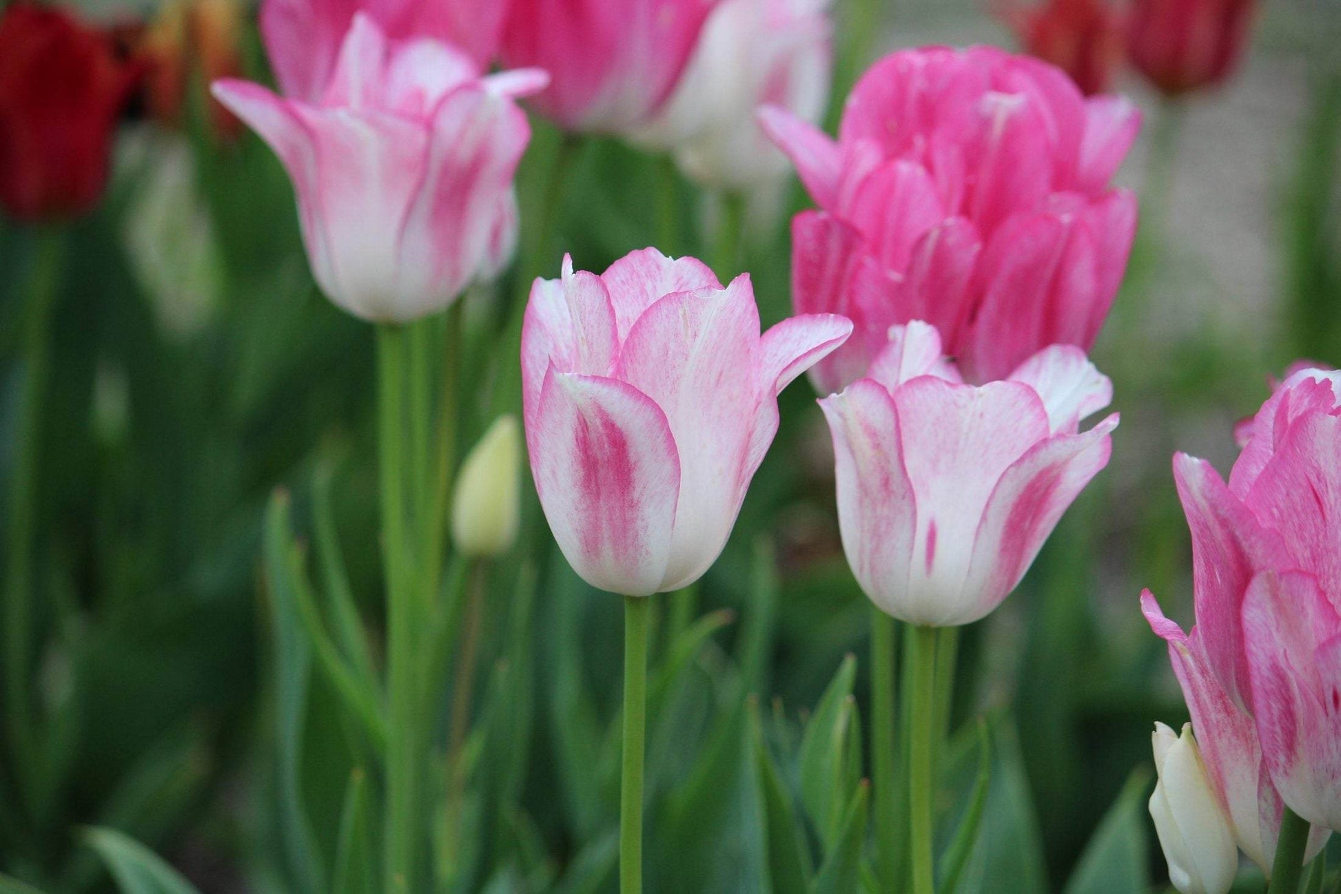 Tulipa 'Candy Club'