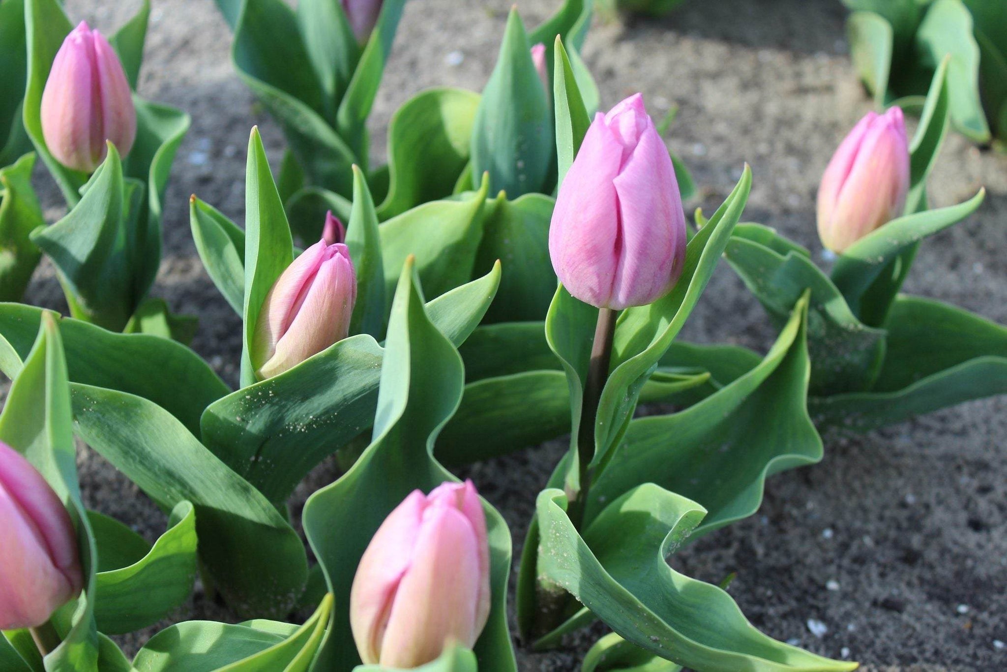 Tulipa 'Candy Prince'