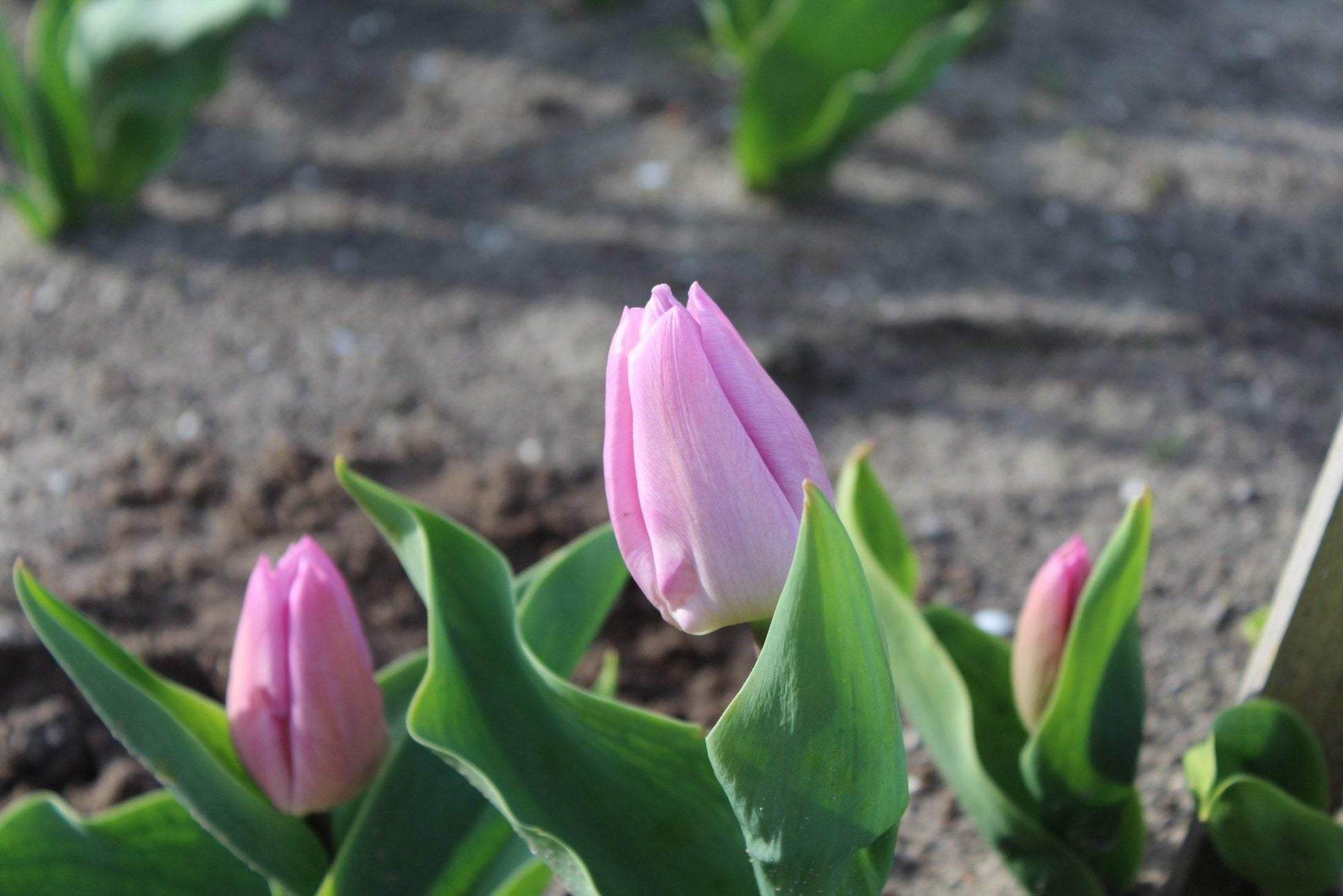 Tulipa 'Candy Prince'