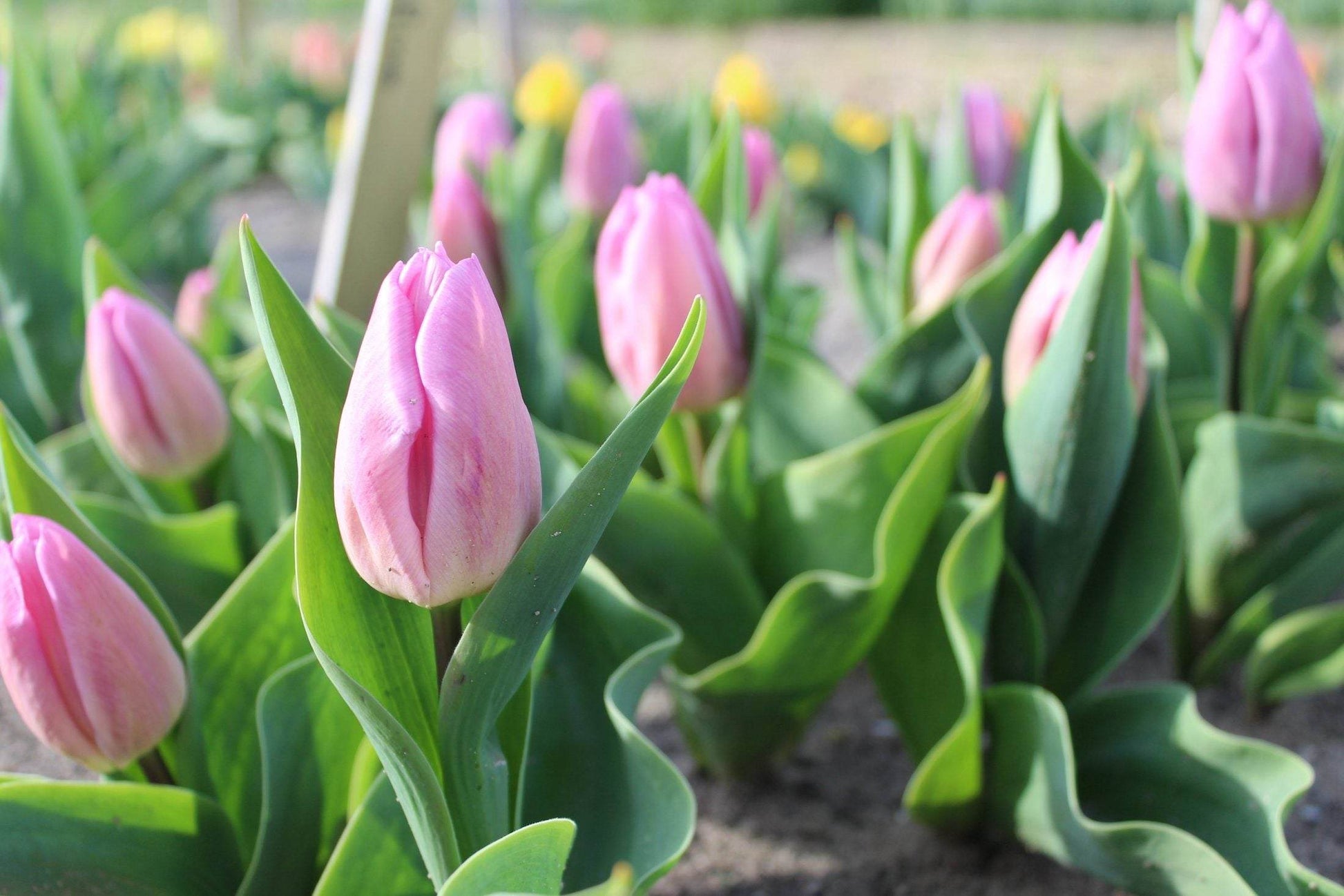 Tulipa 'Candy Prince'