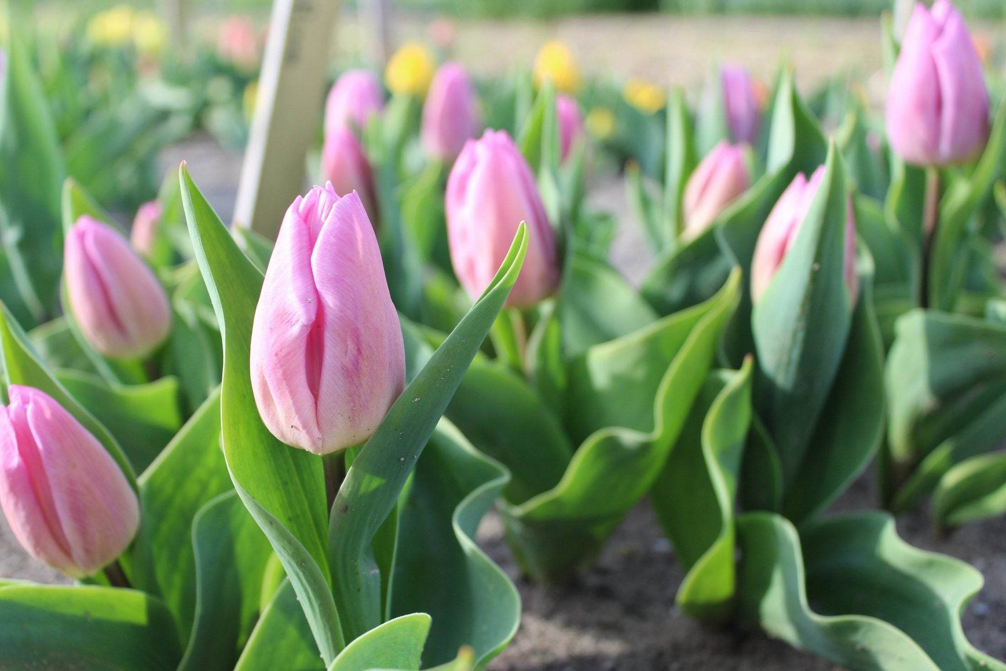 Tulipa 'Candy Prince'