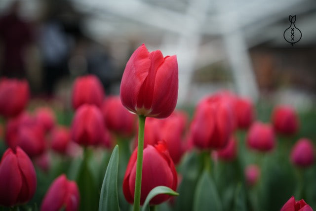 Tulp 'Cherry Delight'