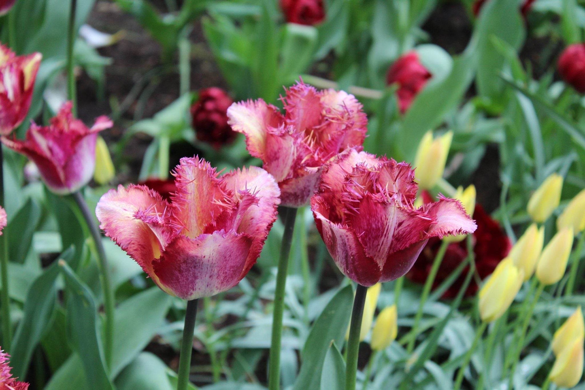 Tulipa 'Colour Fusion'