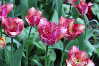 Tulipa 'Colour Fusion'