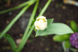 Tulipa 'Concerto'