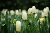 Tulipa 'Concerto'