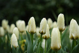 Tulipa 'Concerto'