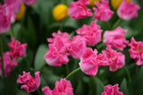 Tulipa 'Crown of Dynasty'