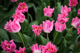Tulipa 'Crown of Dynasty'