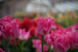 Tulipa 'Crown of Dynasty'