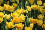 Tulipa 'Crown of Dynasty'