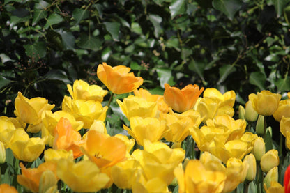 Tulipa 'Crown of Dynasty'