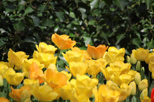 Tulipa 'Crown of Dynasty'