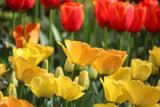 Tulipa 'Crown of Dynasty'