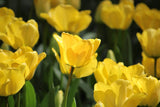Tulipa 'Crown of Dynasty'