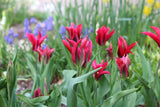 Tulipa 'Doll's Minuet'