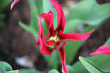 Tulipa 'Doll's Minuet'