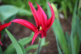 Tulipa 'Doll's Minuet'