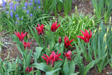 Tulipa 'Doll's Minuet'