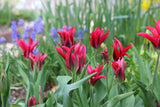Tulipa 'Doll's Minuet'
