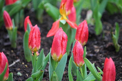 Tulipa 'Duc van Tol Scarlet'