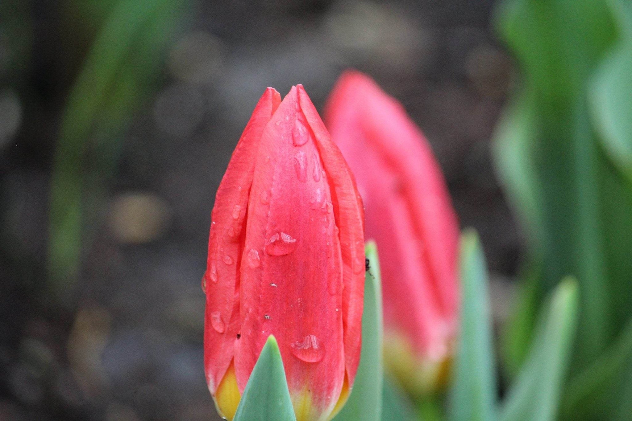 Tulipa 'Duc van Tol Scarlet'